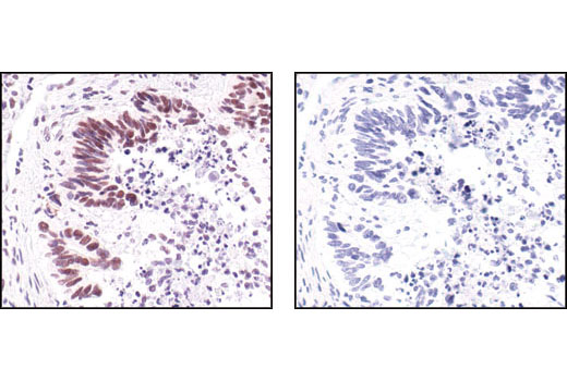  Image 28: Microglia Proliferation Module Antibody Sampler Kit