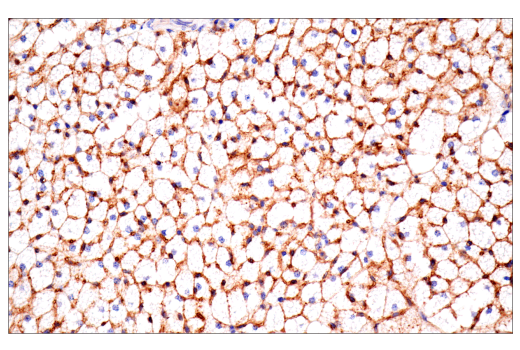 Immunohistochemistry Image 1: CD36 (E8B7S) Rabbit mAb