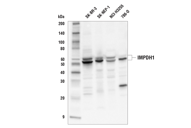 Western Blotting Image 1: IMPDH1 Antibody