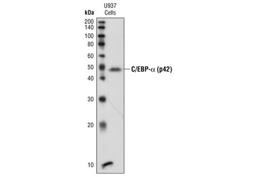 Western Blotting Image 1: C/EBPalpha (p42) Antibody