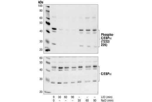 Western Blotting Image 1: Phospho-C/EBPα (Thr222/226) Antibody