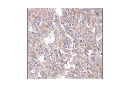 Immunohistochemistry Image 3: 4E-BP2 Antibody