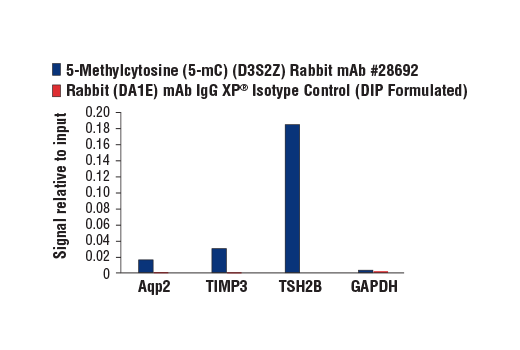  Image 1: 5-Methylcytosine (5-mC) (D3S2Z) Rabbit mAb