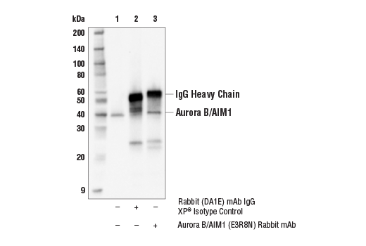 Immunoprecipitation Image 1: Aurora B/AIM1 (E3R8N) Rabbit mAb