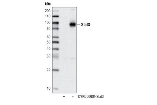 Western Blotting Image 1: DYKDDDDK Tag Antibody (Binds to same epitope as Sigma-Aldrich Anti-FLAG M2 antibody) (Biotinylated)