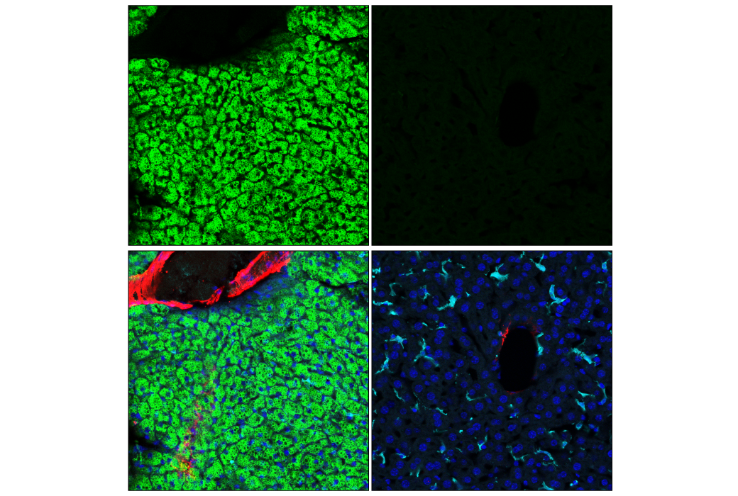 Immunofluorescence Image 1: Perilipin-1 (D1D8) XP® Rabbit mAb (Alexa Fluor® 488 Conjugate)