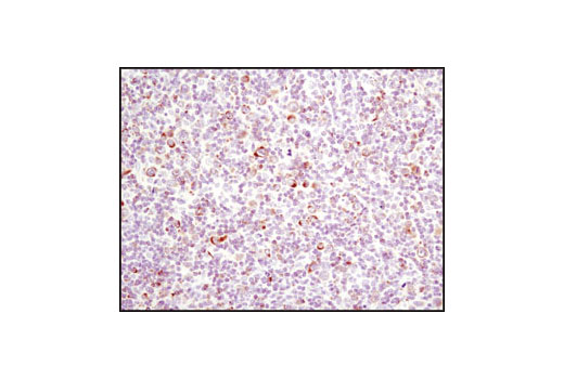 Immunohistochemistry Image 4: Bim (C34C5) Rabbit mAb