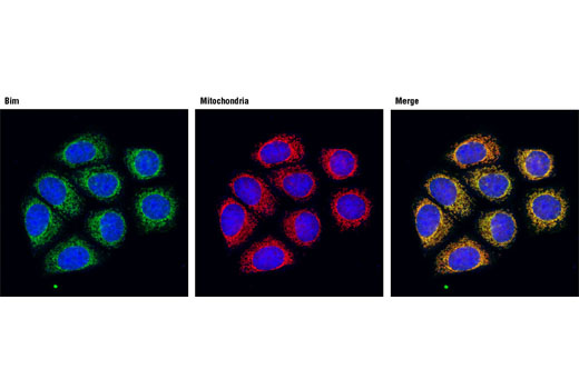 Immunofluorescence Image 1: Bim (C34C5) Rabbit mAb