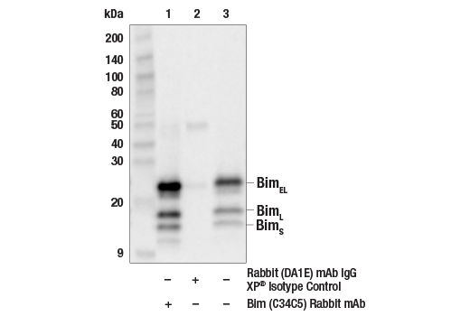 Immunoprecipitation Image 1: Bim (C34C5) Rabbit mAb