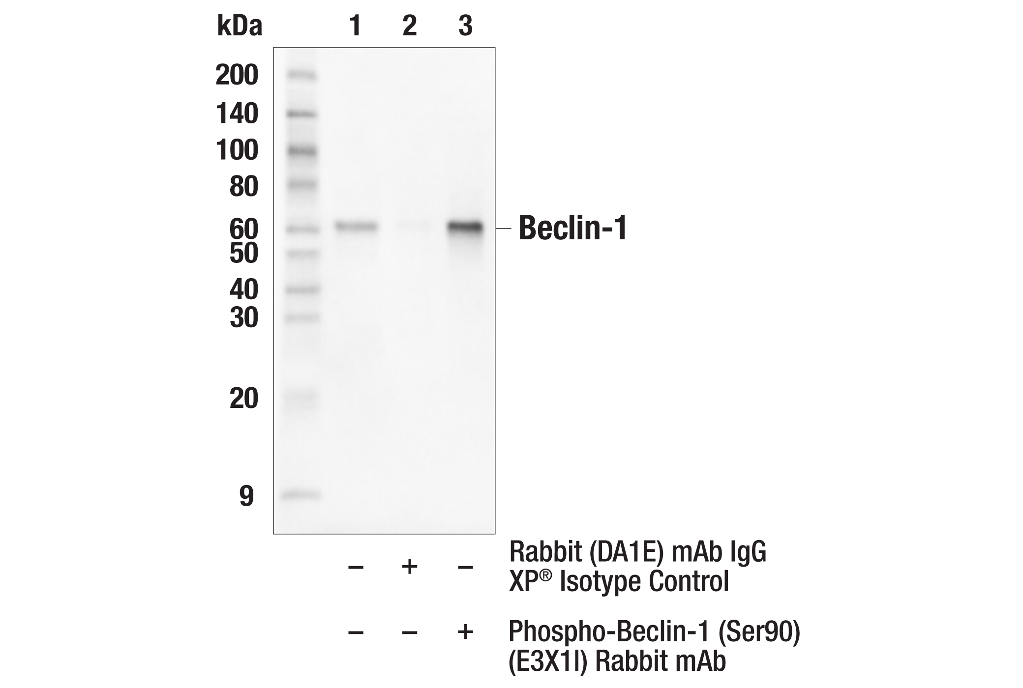 Immunoprecipitation Image 1: Phospho-Beclin-1 (Ser90) (E3X1I) Rabbit mAb
