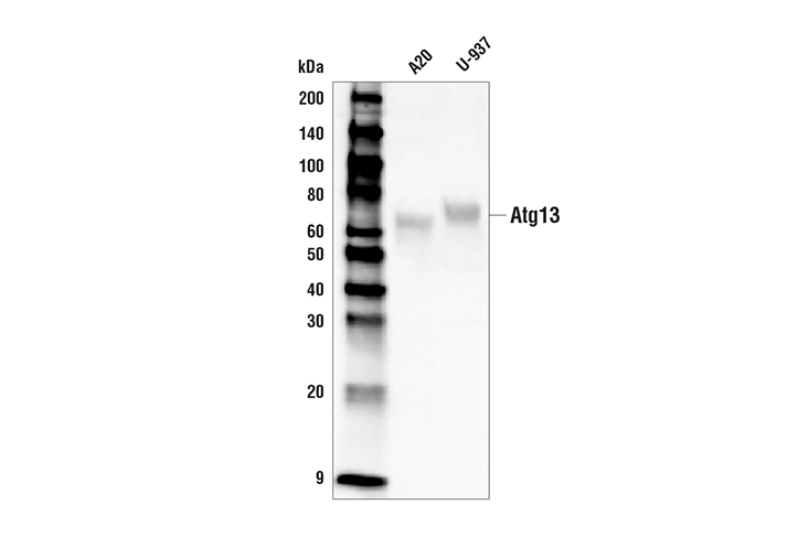Western Blotting Image 1: Atg13 (D4P1K) Rabbit mAb (Biotinylated)