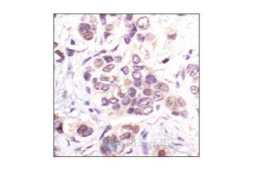 Immunohistochemistry Image 1: p21 Waf1/Cip1 (DCS60) Mouse mAb
