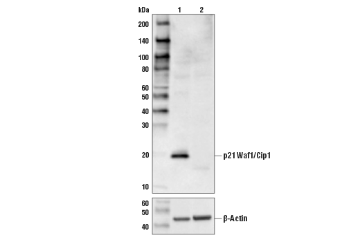  Image 3: Cell Cycle Regulation Antibody Sampler Kit II