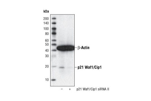  Image 19: Cell Cycle Regulation Antibody Sampler Kit II