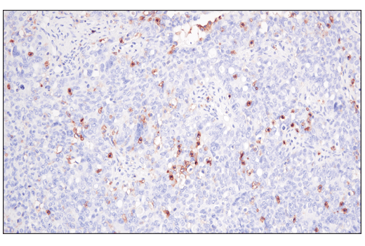 Immunohistochemistry Image 6: CD48 (D7L8I) XP® Rabbit mAb