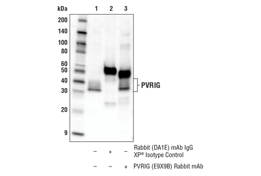 Immunoprecipitation Image 1: PVRIG (E9X9B) Rabbit mAb