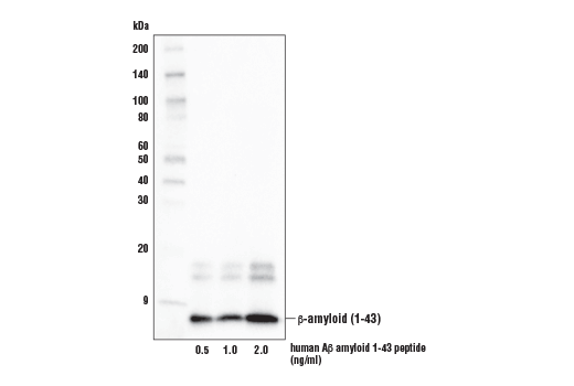 Western Blotting Image 1: β-Amyloid (1-43) (E8C2D) Rabbit mAb (BSA and Azide Free)