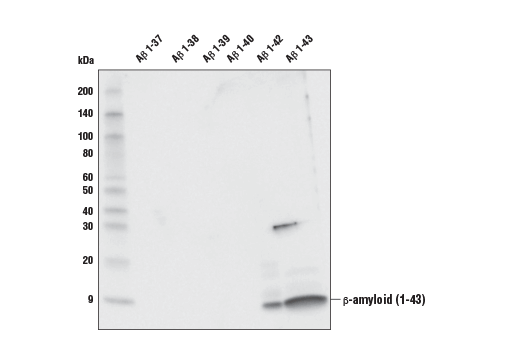 Western Blotting Image 2: β-Amyloid (1-43) (E8C2D) Rabbit mAb (BSA and Azide Free)