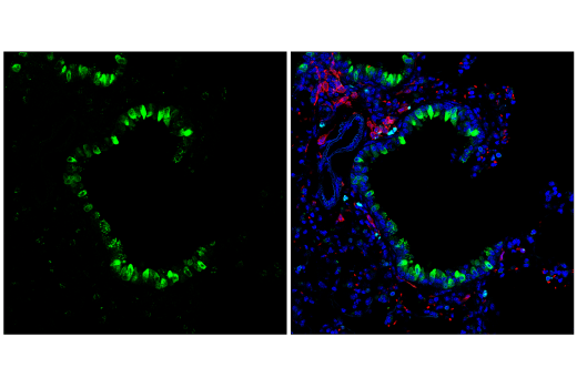 Immunofluorescence Image 1: FIZZ1 (E9O2P) Rabbit mAb