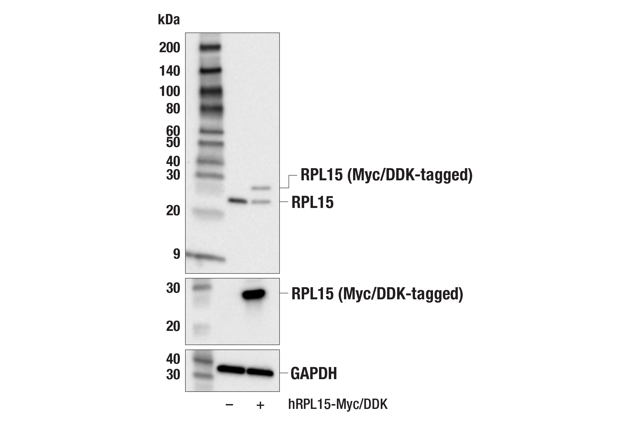 Western Blotting Image 2: RPL15 (E3X8M) Rabbit mAb