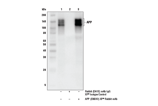 Immunoprecipitation Image 1: APP (E8B3O) XP® Rabbit mAb