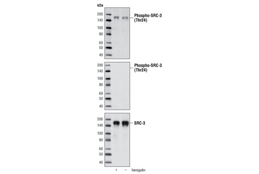 Western Blotting Image 1: Phospho-SRC-3 (Thr24) Antibody