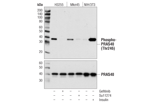  Image 4: PhosphoPlus® PRAS40 (Thr246) Antibody Duet