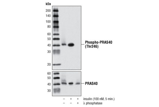  Image 6: PhosphoPlus® PRAS40 (Thr246) Antibody Duet