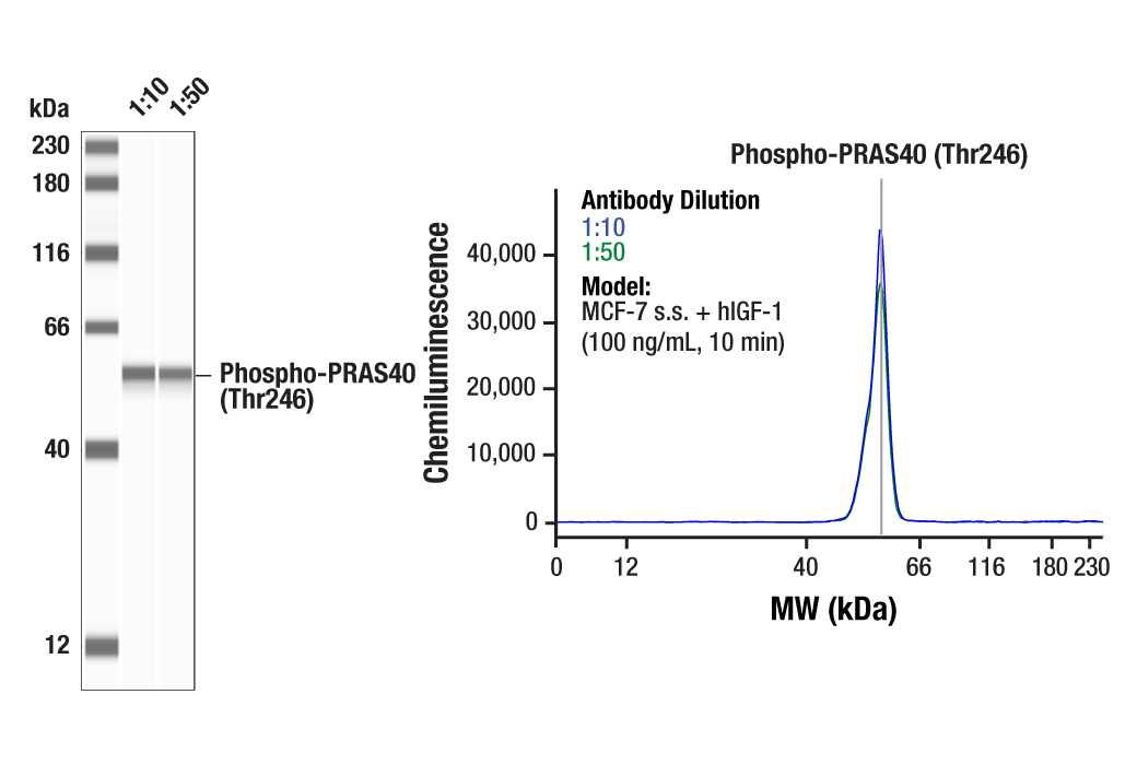  Image 2: PhosphoPlus® PRAS40 (Thr246) Antibody Duet