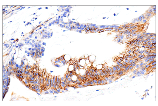 Immunohistochemistry Image 3: CD99 (PCB1) Mouse mAb