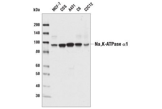 Western Blotting Image 1: Na,K-ATPase Antibody