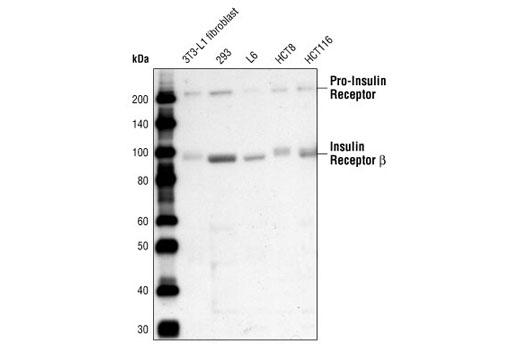  Image 4: Insulin/IGF-1 Signaling Pathway Antibody Sampler Kit
