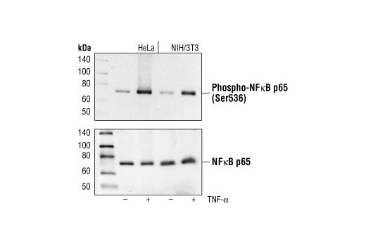 Western Blotting Image 1: Phospho-NF-κB p65 (Ser536) (93H1) Rabbit mAb (BSA and Azide Free)