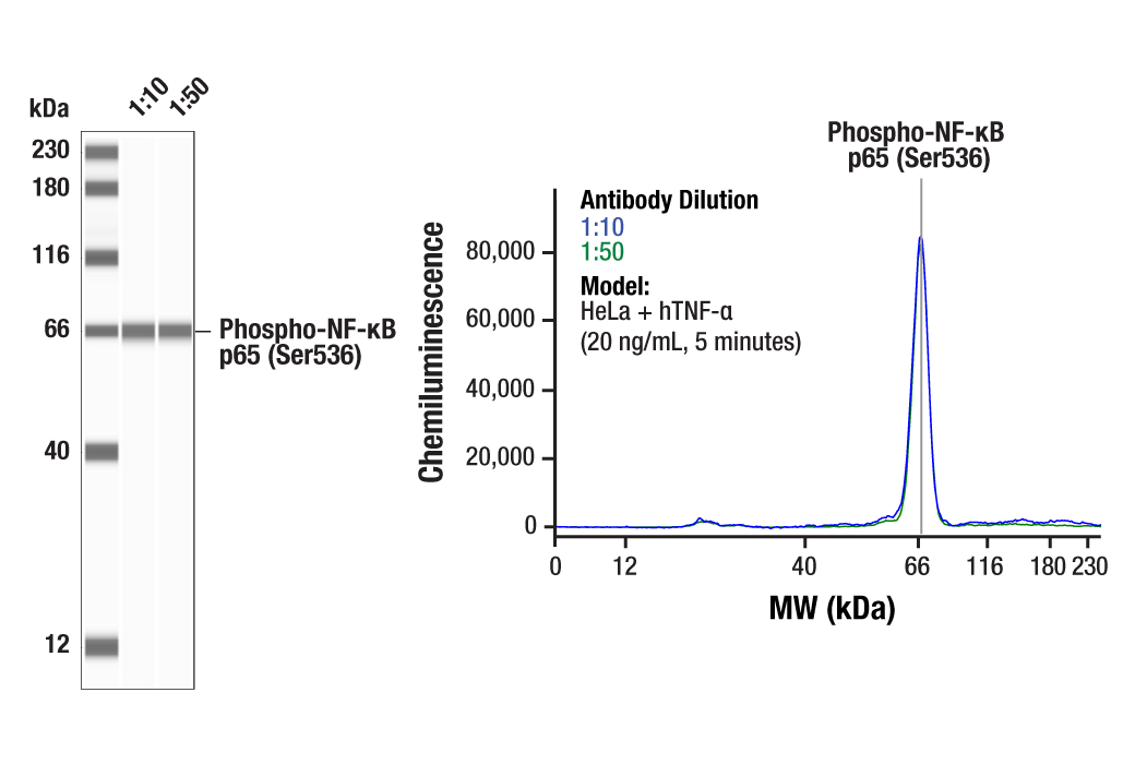  Image 1: PhosphoPlus® NF-κB p65/RelA (Ser536) Antibody Duet