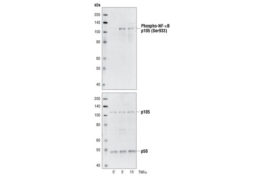 Western Blotting Image 1: NF-κB1 p105/p50 Antibody