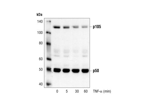 Western Blotting Image 2: NF-κB1 p105/p50 Antibody