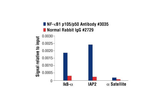 Chromatin Immunoprecipitation Image 1: NF-κB1 p105/p50 Antibody