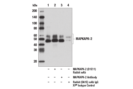 Immunoprecipitation Image 1: MAPKAPK-2 Antibody