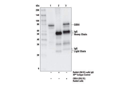 Immunoprecipitation Image 1: CBX4 (E6L7X) Rabbit mAb