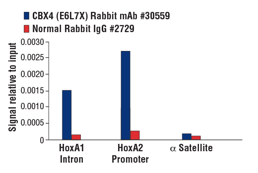 Chromatin Immunoprecipitation Image 3: CBX4 (E6L7X) Rabbit mAb