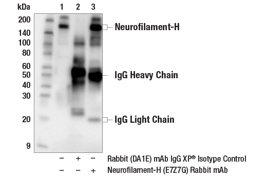 Immunoprecipitation Image 1: Neurofilament-H (E7Z7G) Rabbit mAb