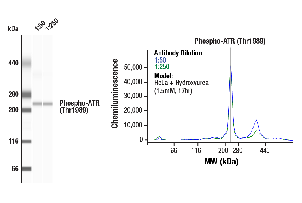  Image 1: PhosphoPlus® ATR (Thr1989) Antibody Duet