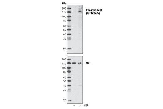  Image 2: PhosphoPlus® Met (Tyr1234/Tyr1235) Antibody Duet