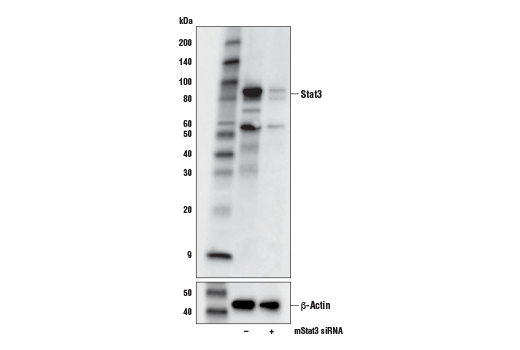  Image 19: Stat Antibody Sampler Kit II