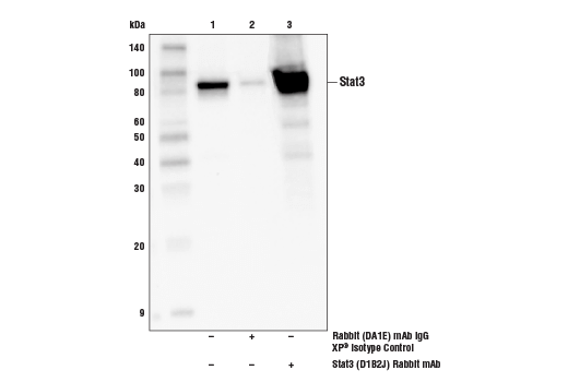 Immunoprecipitation Image 1: Stat3 (D1B2J) Rabbit mAb