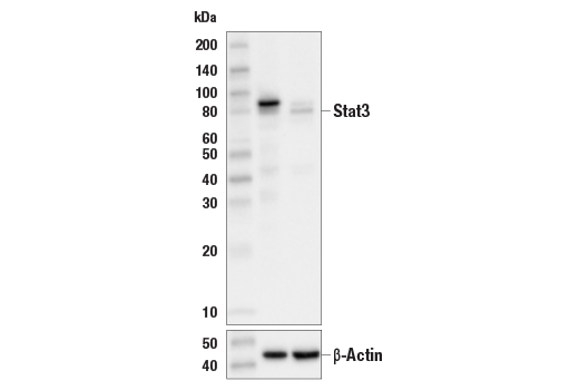  Image 48: Stat Antibody Sampler Kit II
