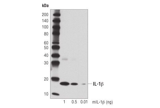  Image 12: Mouse Reactive Inflammasome Antibody Sampler Kit