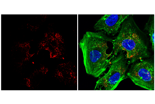Immunofluorescence Image 4: Caveolin-1 (D46G3) XP® Rabbit mAb (Alexa Fluor® 647 Conjugate)