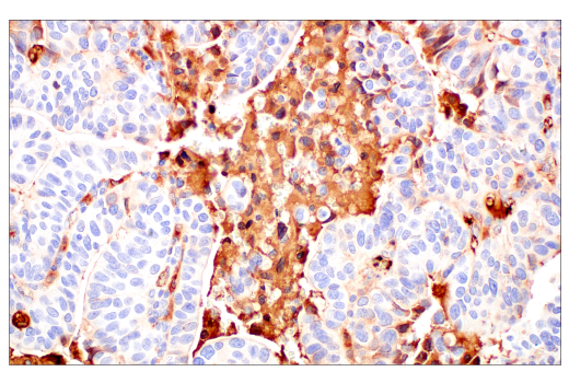 Immunohistochemistry Image 6: ApoE (pan) (E8C2U) Mouse mAb (BSA and Azide Free)
