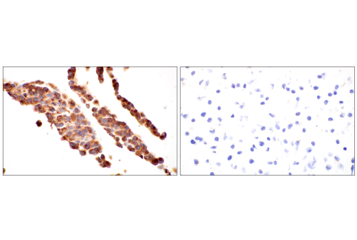 Immunohistochemistry Image 11: ApoE (pan) (E8C2U) Mouse mAb (BSA and Azide Free)
